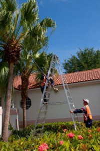A man on a ladder working on a palm tree.
