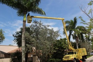 A crane is in the air working on a palm tree.