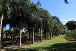 A row of palm trees in the middle of a field.