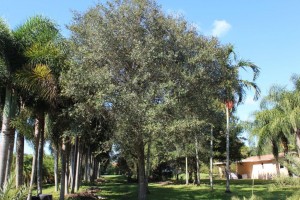 A large tree in the middle of a park.
