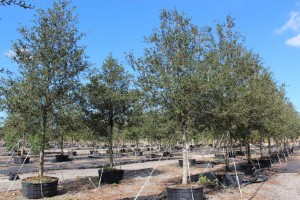 A field of trees that are in the dirt.