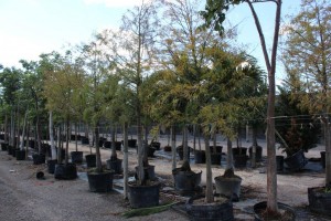 A lot of trees in the dirt.