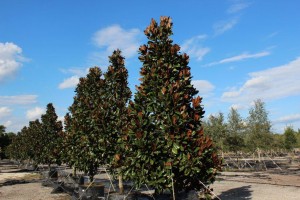 A row of trees in the dirt with blue sky