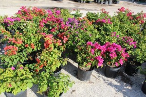 A bunch of potted plants are sitting on the ground