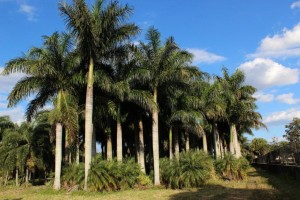 A group of palm trees in the middle of a field.
