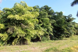 A large tree is in the middle of a field.