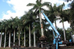A crane is lifting up a palm tree.