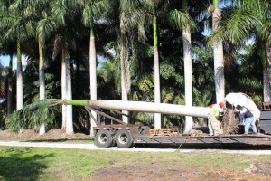A truck carrying logs on the road near some trees