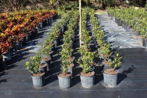 A lot of plants that are in the ground.
