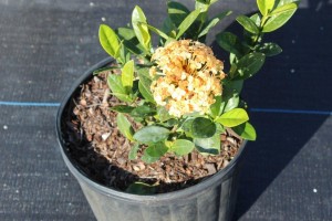 A small plant in a pot on the ground.