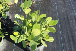 A plant is sitting on the ground outside.
