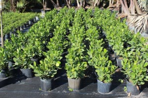 A lot of plants that are in the ground.