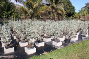 A field of plants in containers on the ground.