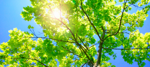 A tree with green leaves and sun shining through it.