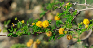 Sweet Acacia