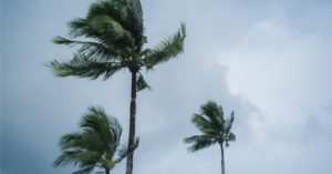 trees