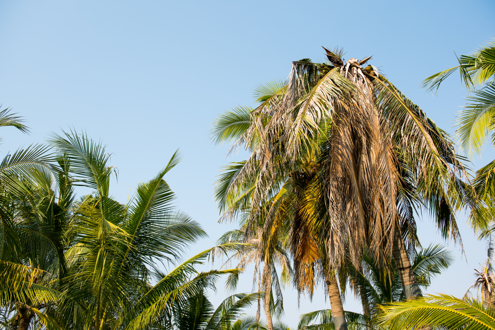 dead palm trees in texas