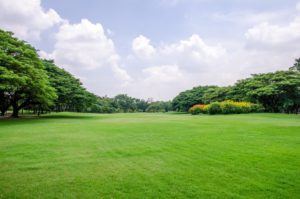 A large grassy field with trees and flowers in the background.