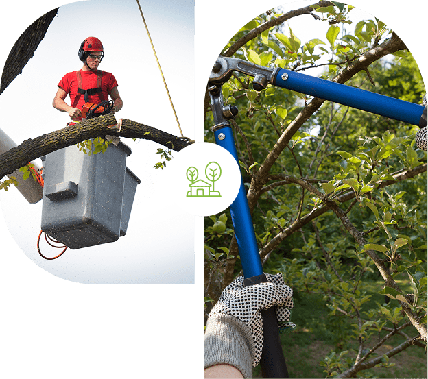 Tree trimming with tools and protective gear.