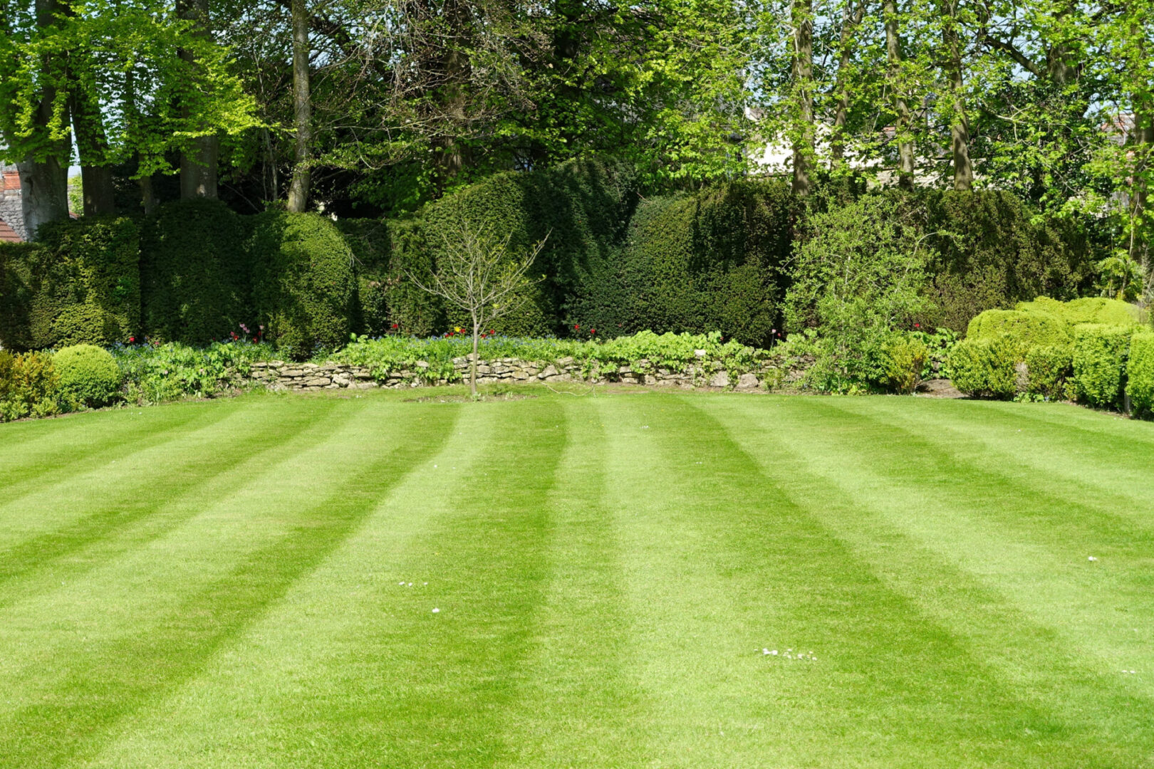Manicured lawn with trees and hedges background.