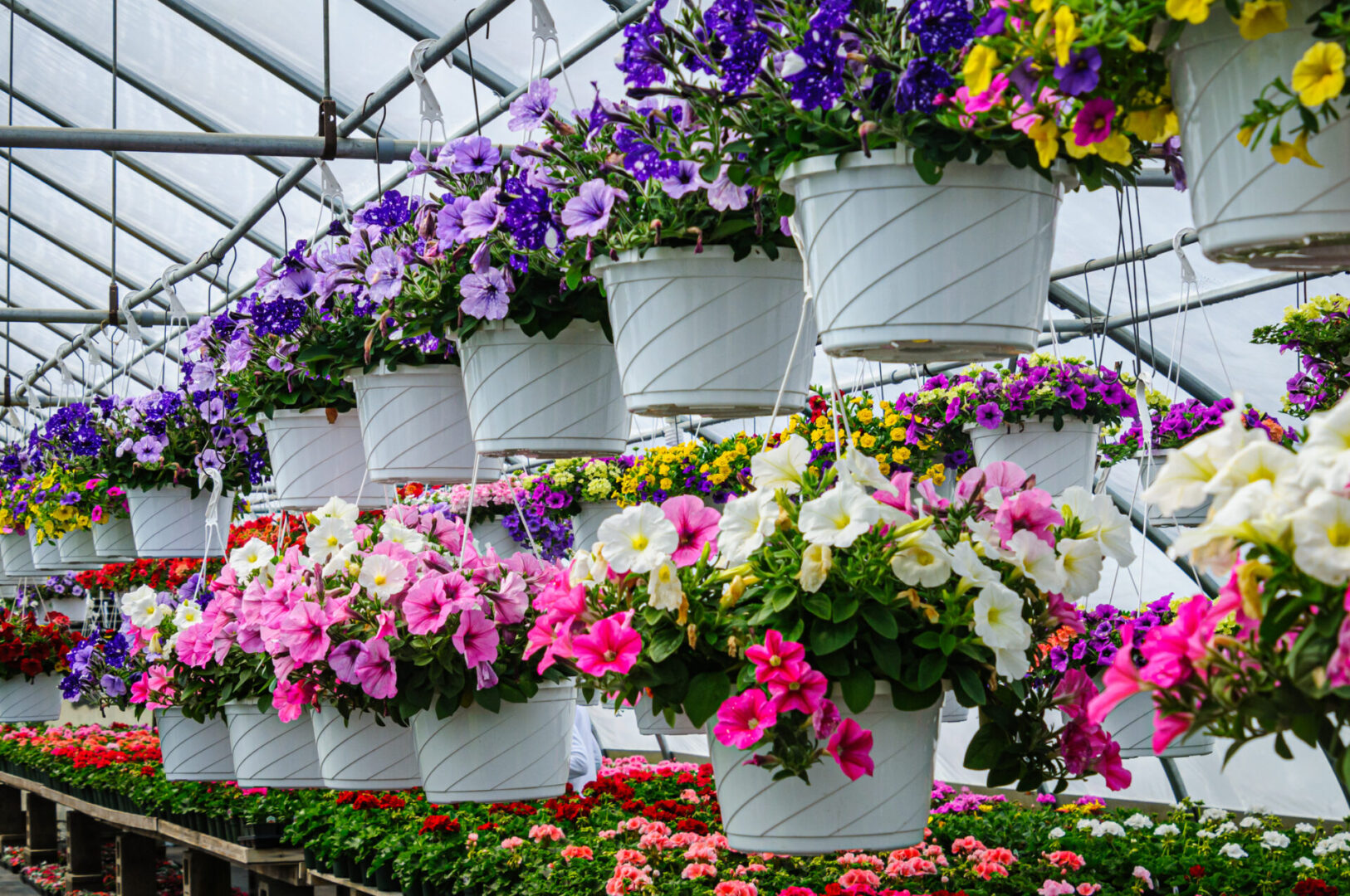 Hanging flower baskets in a greenhouse.