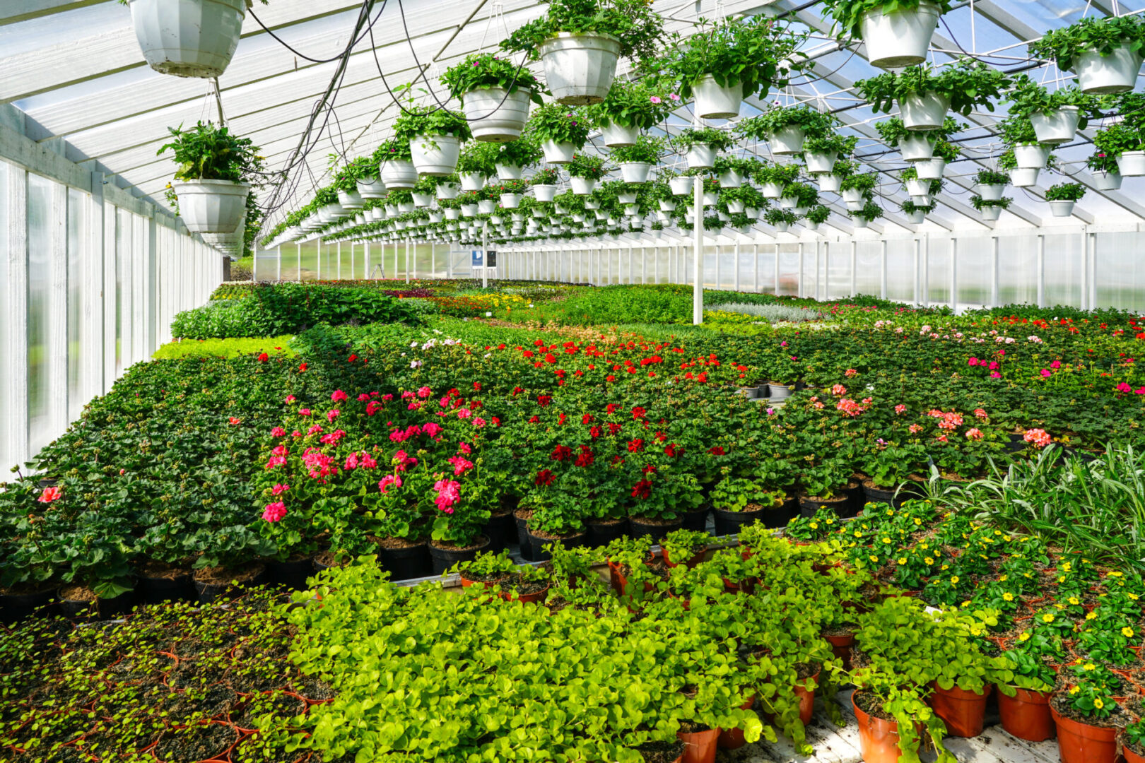 Greenhouse with various plants and flowers inside.