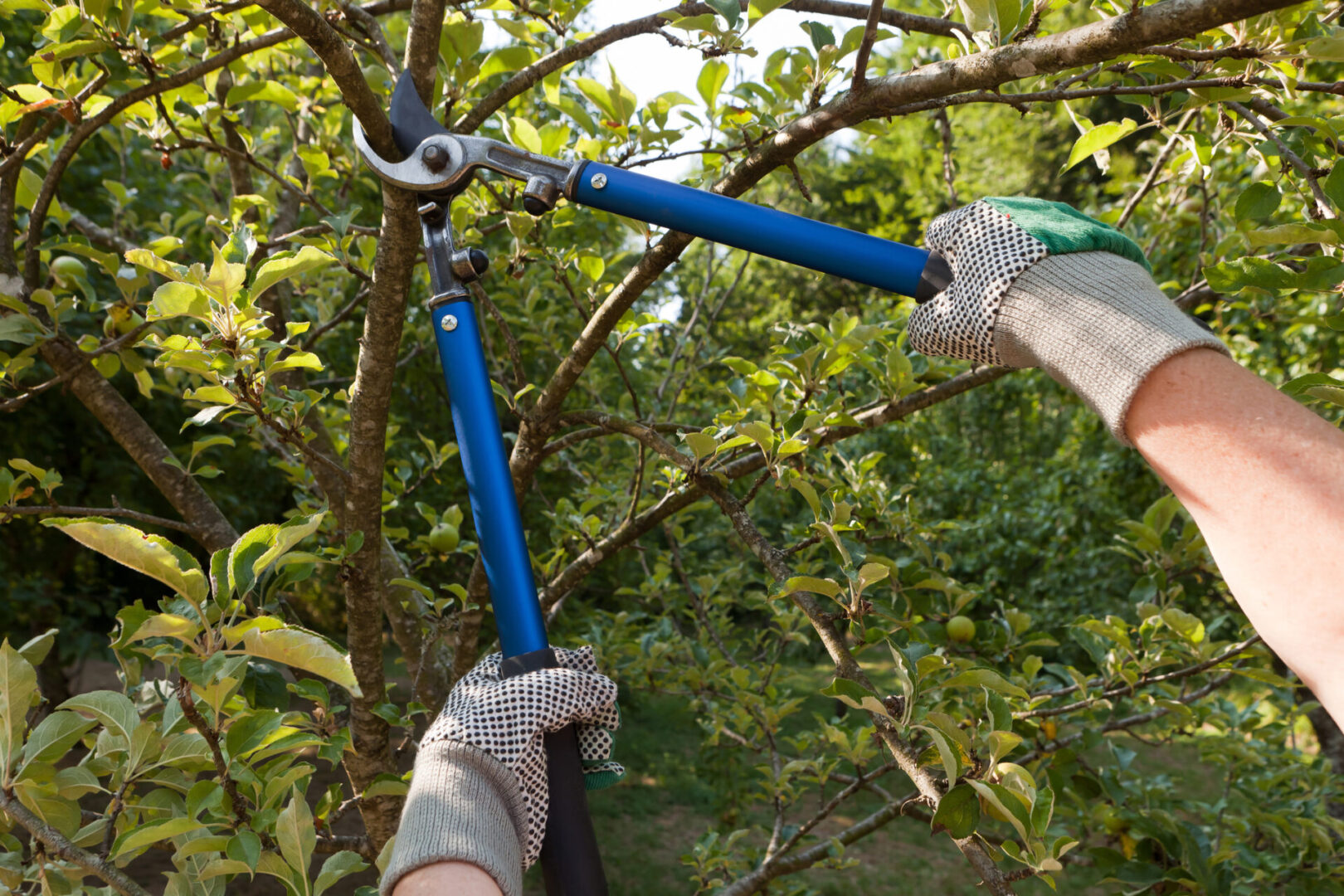 Pruning tree branches with blue garden shears.