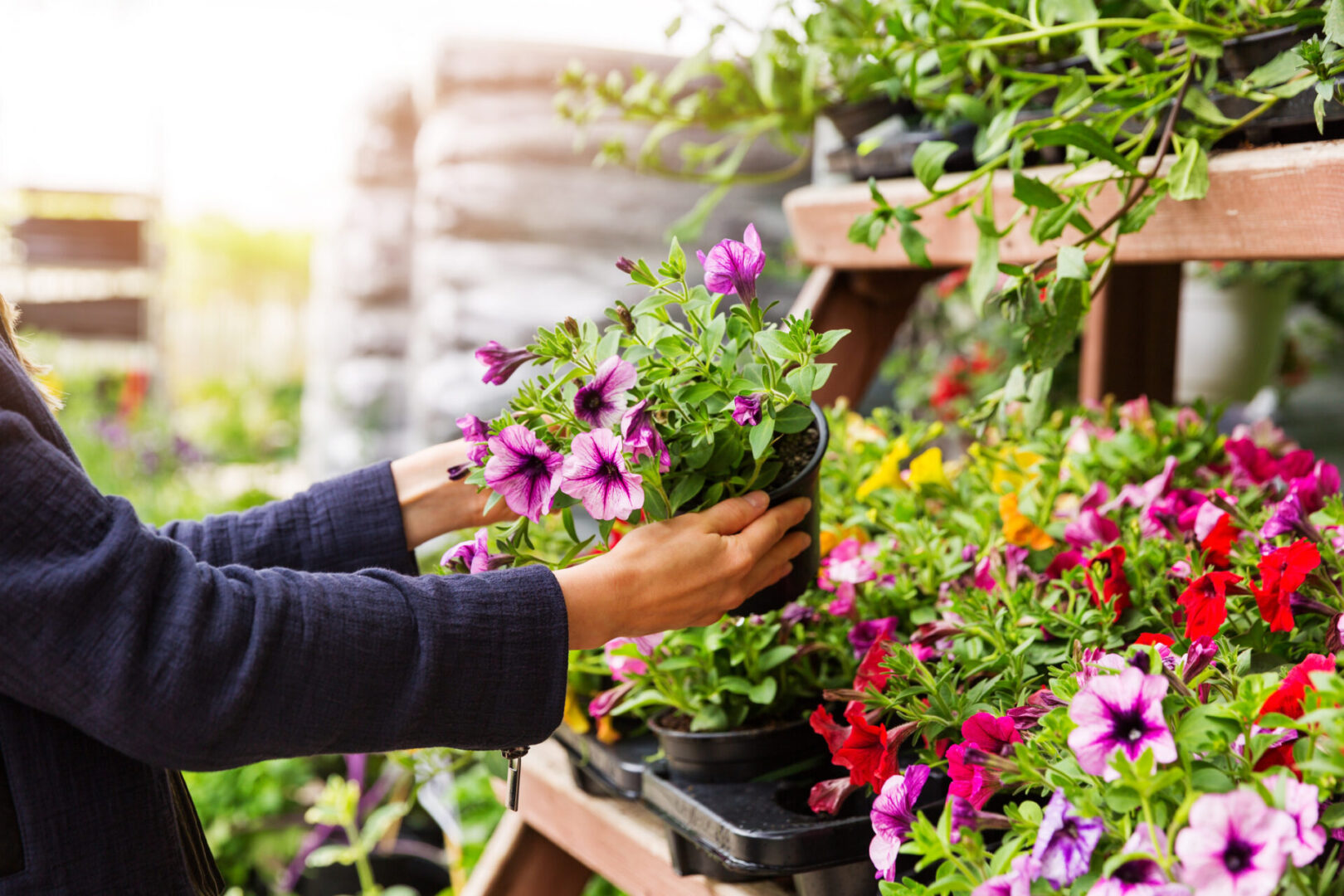 Person selecting vibrant flowers at garden center.