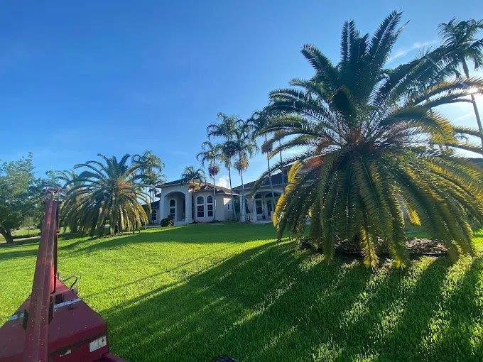 A sunny day at a house with palm trees and a green lawn.
