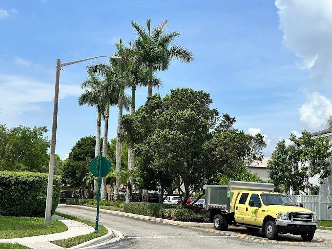 A sunny street lined with palm trees and parked cars under a blue sky.