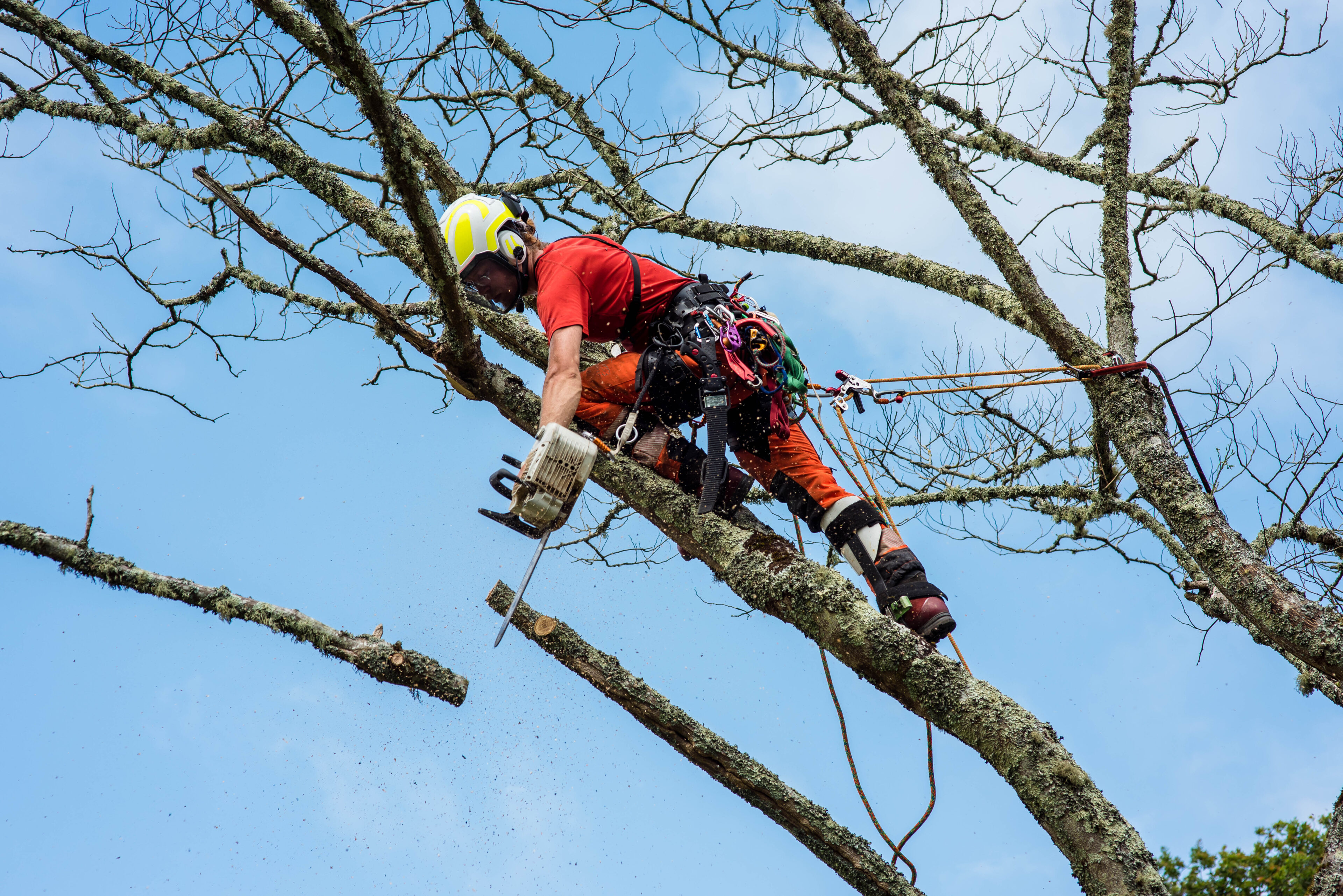 Arborist climbing a tree with safety gear and tools against a clear blue sky.