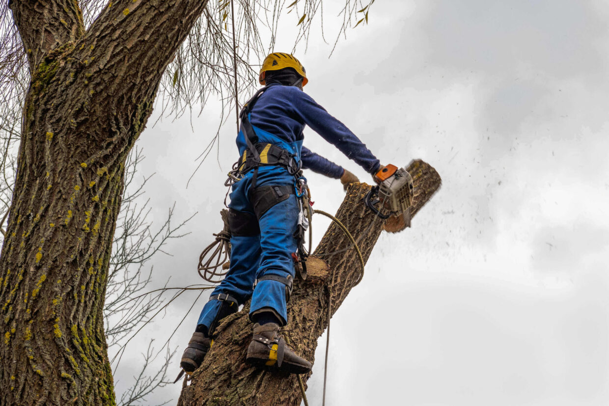 Tree surgeon felling limb with chainsaw