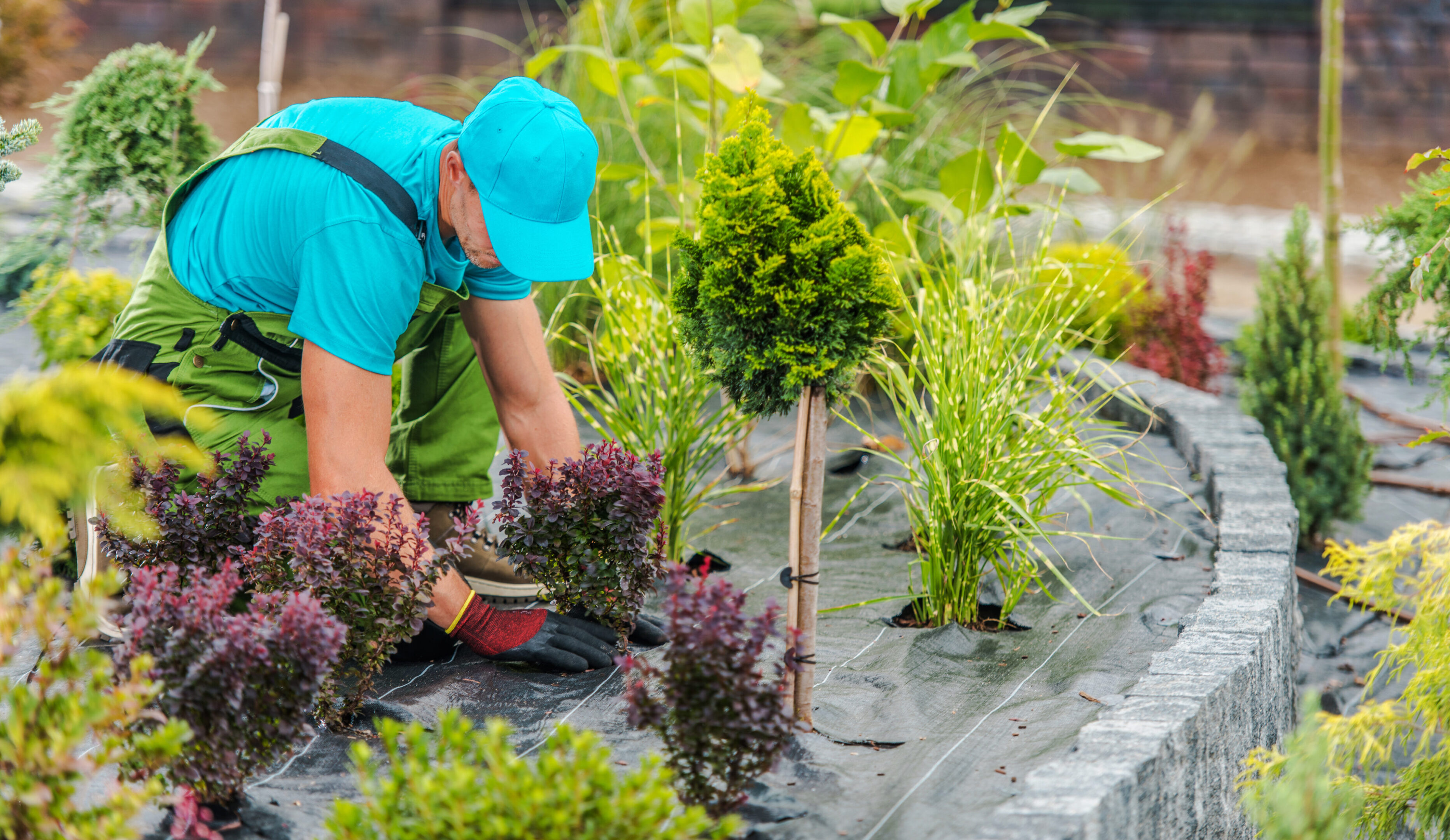 Person planting shrubs in a garden bed covered with black plastic mulch.