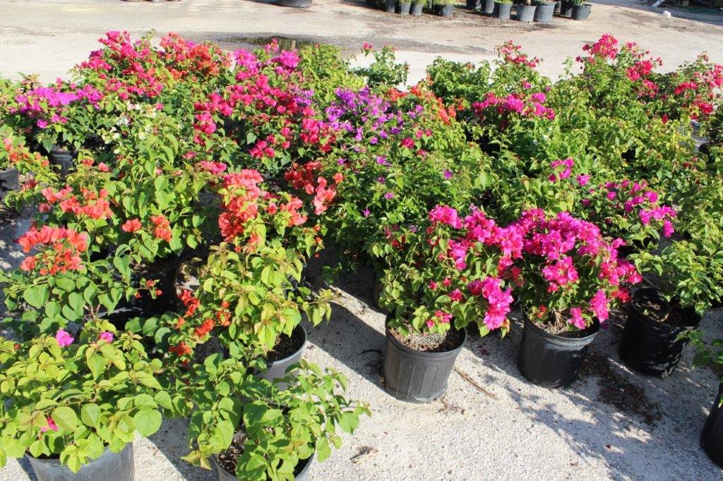 Colorful flowering plants in pots displayed outdoors under sunlight.
