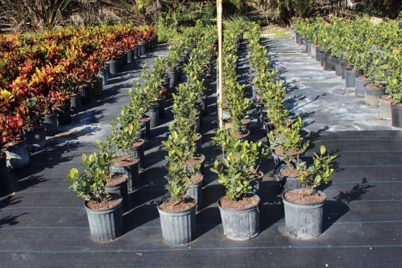 Rows of potted plants neatly arranged outdoors in a nursery.