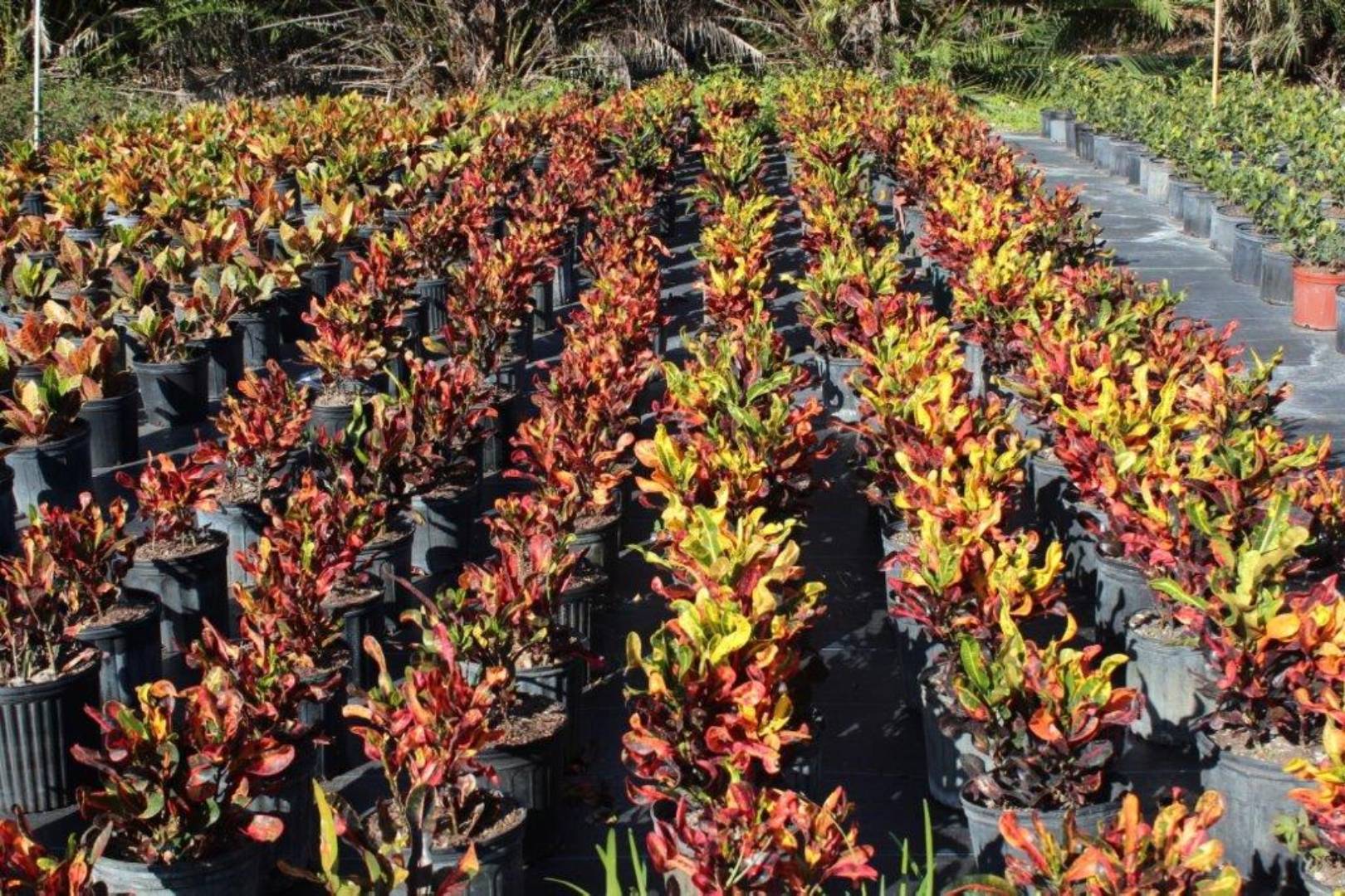 Rows of colorful croton plants in a garden nursery.