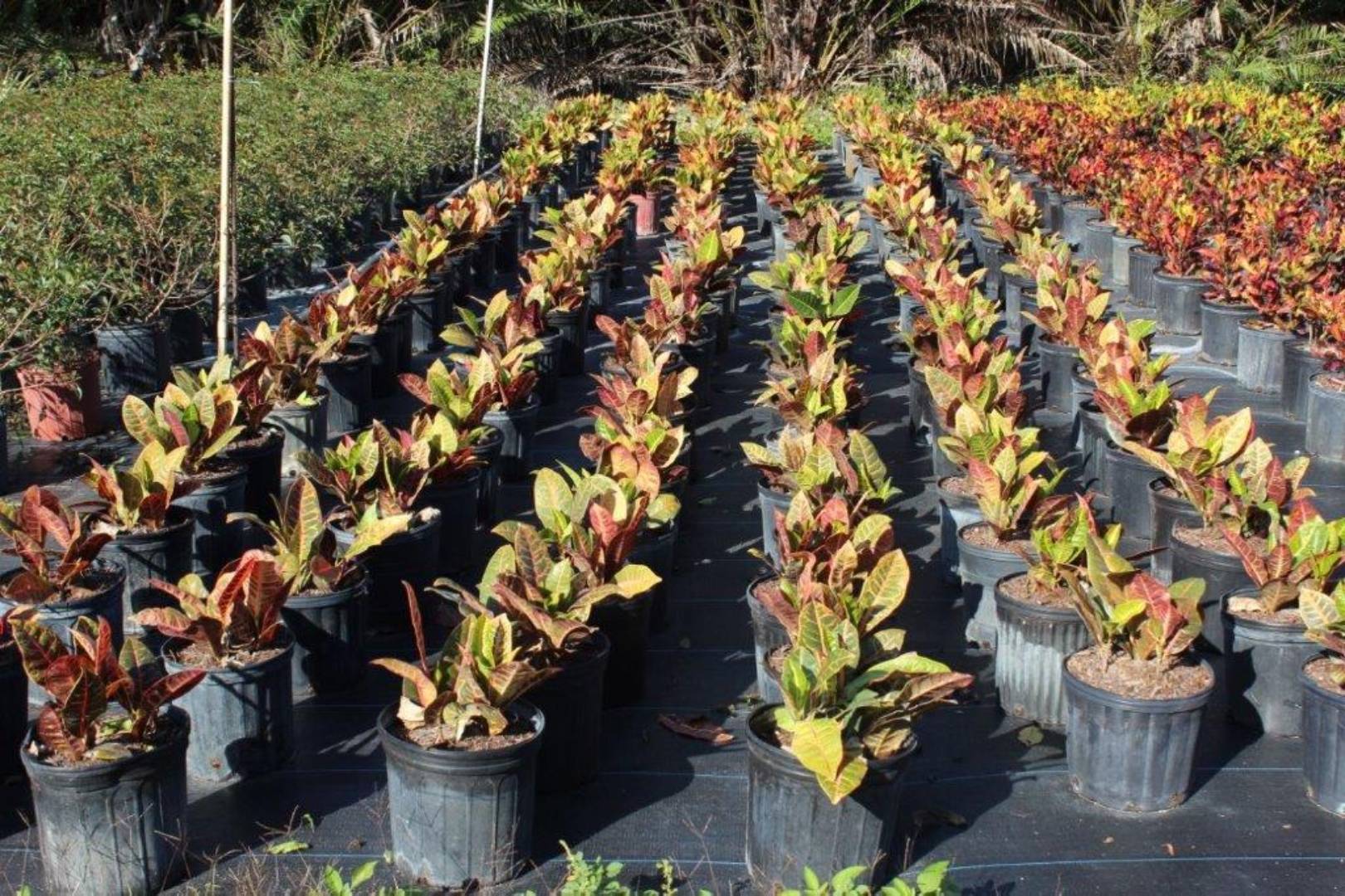 Rows of potted croton plants with vibrant yellow and green leaves in a nursery.