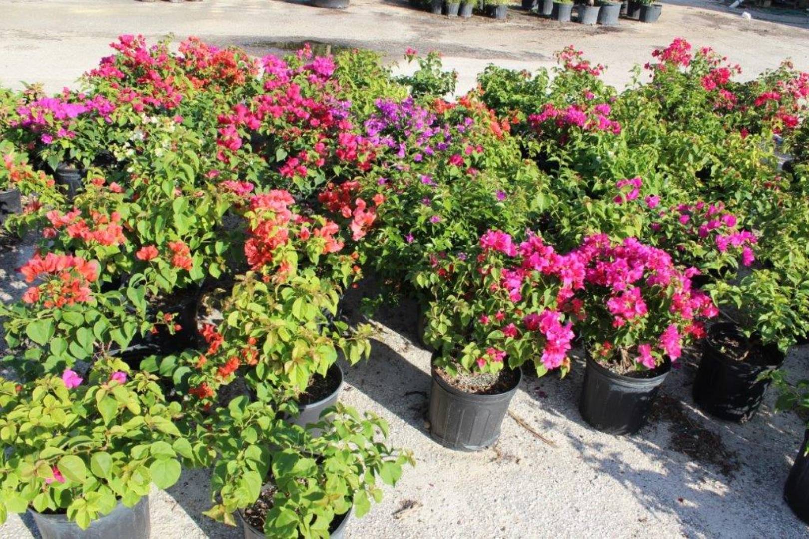 Colorful flowering plants in pots displayed outdoors under sunlight.