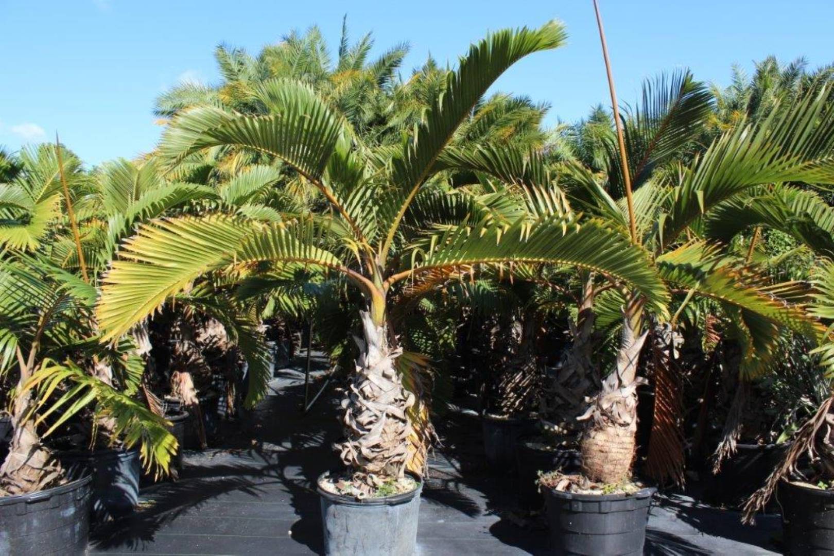 Palm trees in black nursery pots under blue sky.