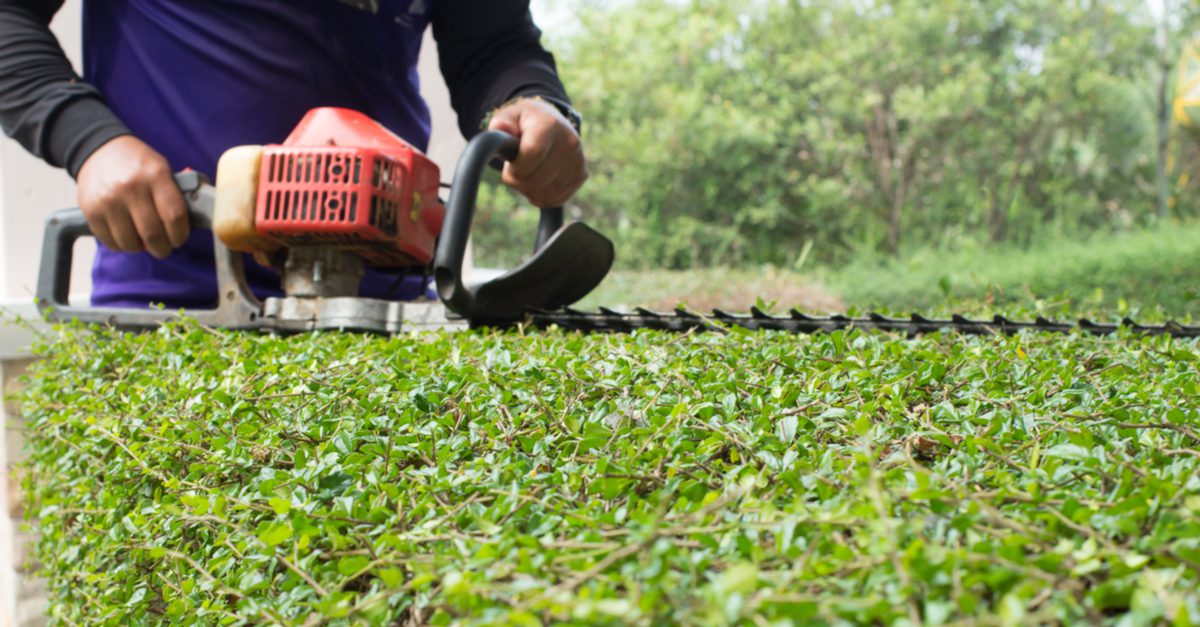 Person trimming grass with a hedge trimmer in a garden.