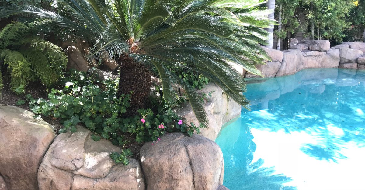 A palm tree by a pool surrounded by rocks and plants.