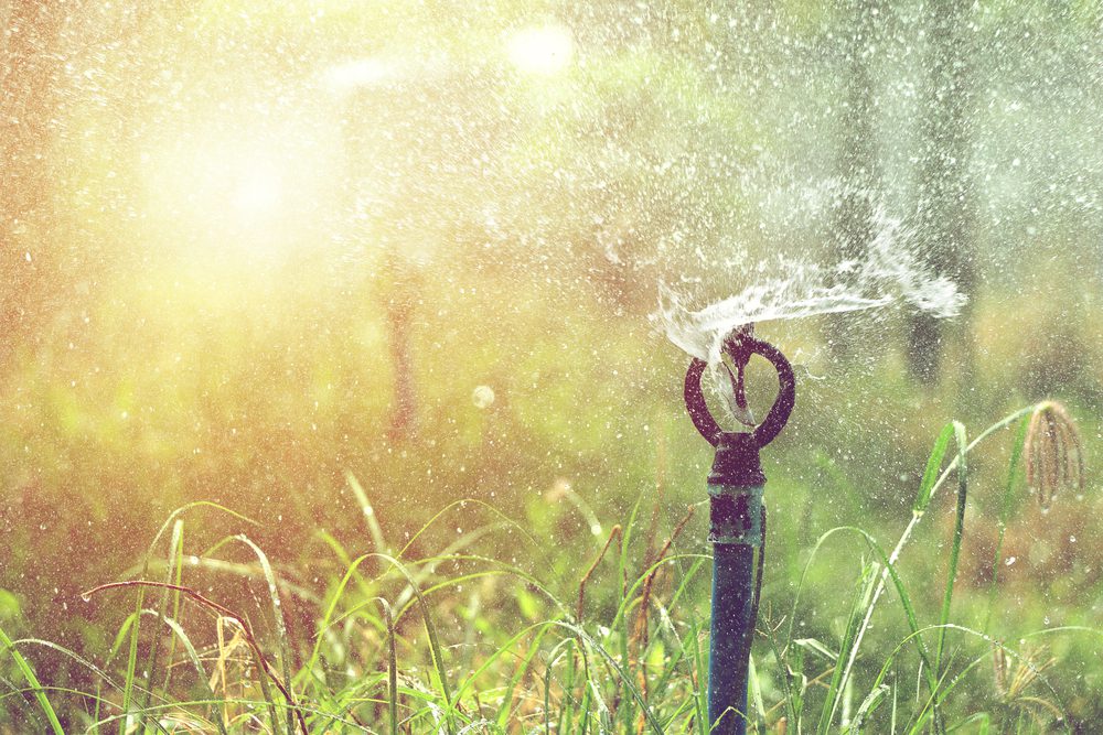 Sunlit garden sprinkler watering green grass.