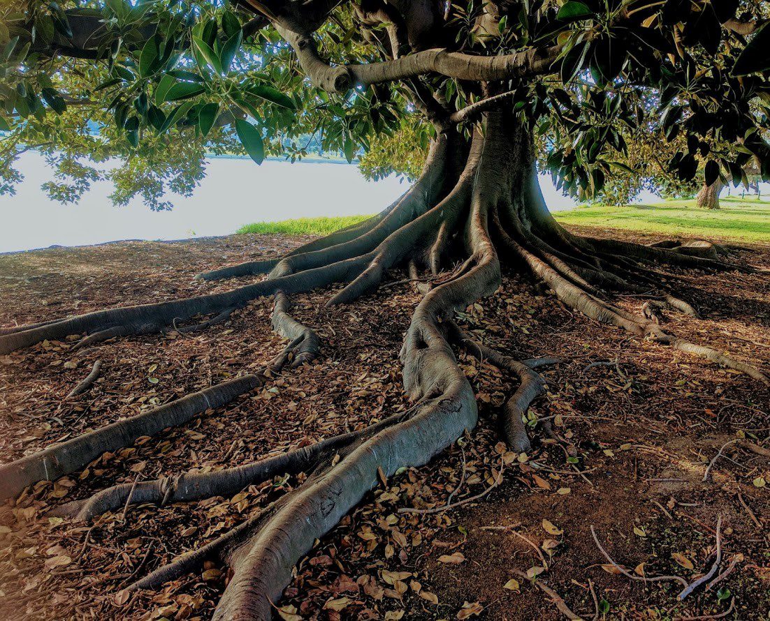 A large tree with sprawling roots over dark soil.