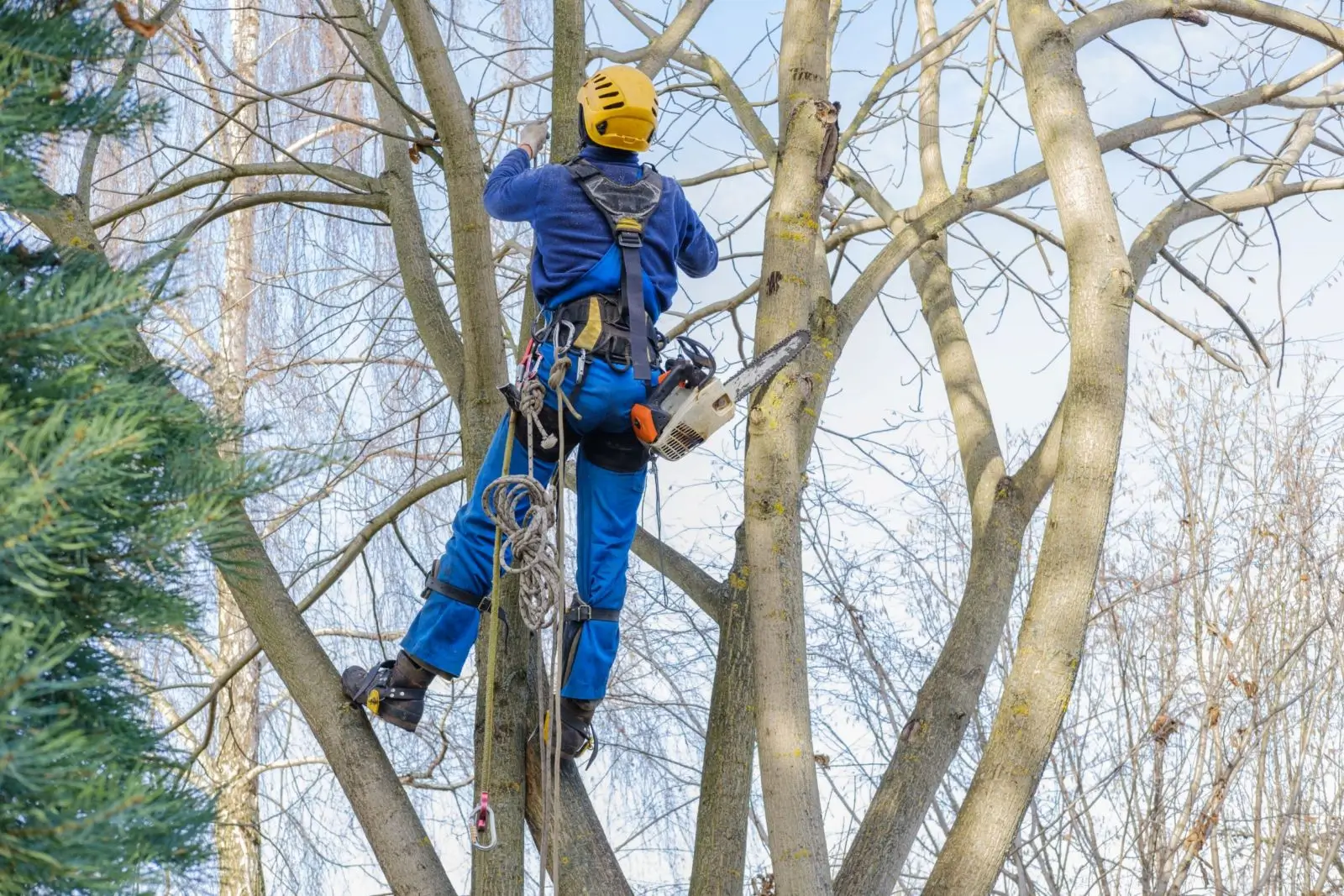 Worker in blue climbing a bare tree with safety gear.