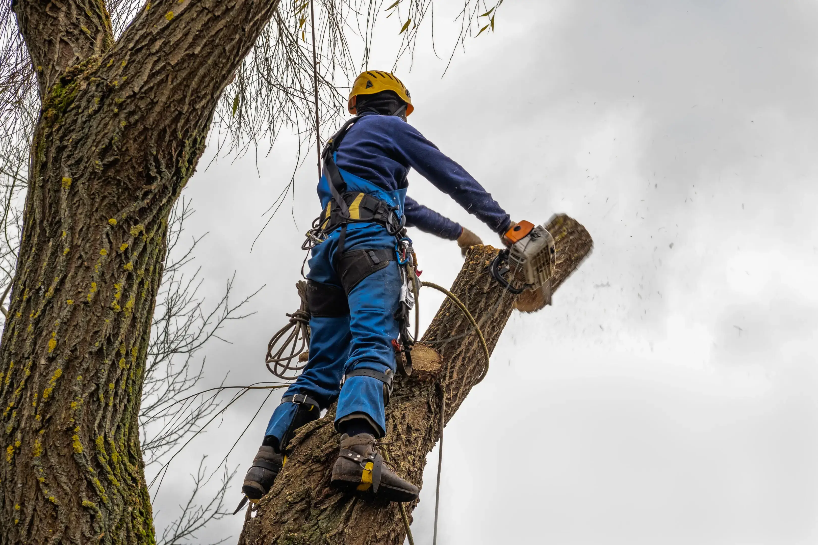 A worker in safety gear cutting a tree branch high up.