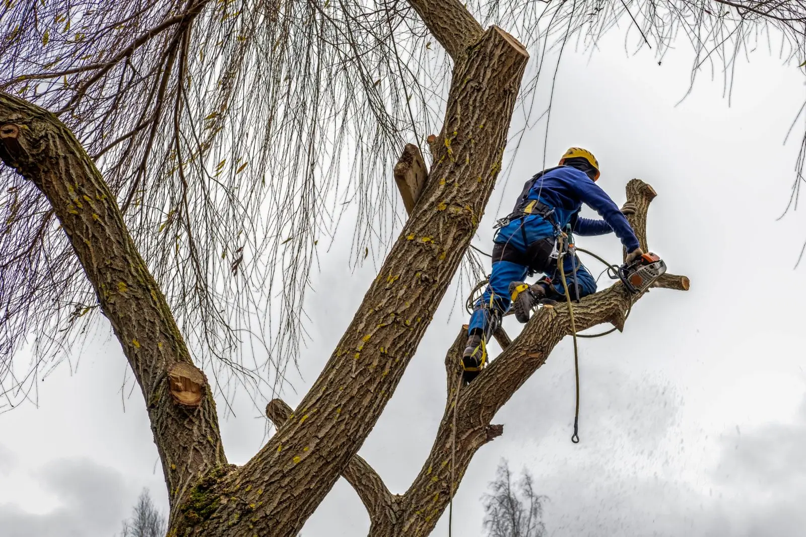 Worker climbing a tree for pruning on a cloudy day.